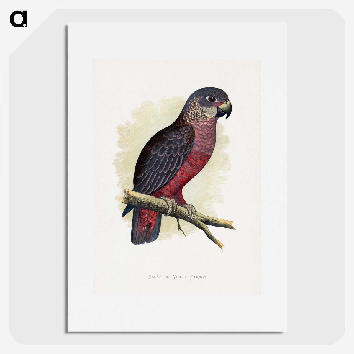 1-31_Parrots-in-Captivity_picture