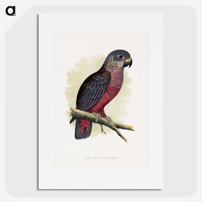1-31_Parrots-in-Captivity_picture
