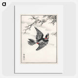 アートポスター-Hondo Great Spotted Woodpecker
 - 鳥類図鑑 Poster.