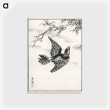 アートポストカード-Hondo Great Spotted Woodpecker
 - 鳥類図鑑 Postcard.