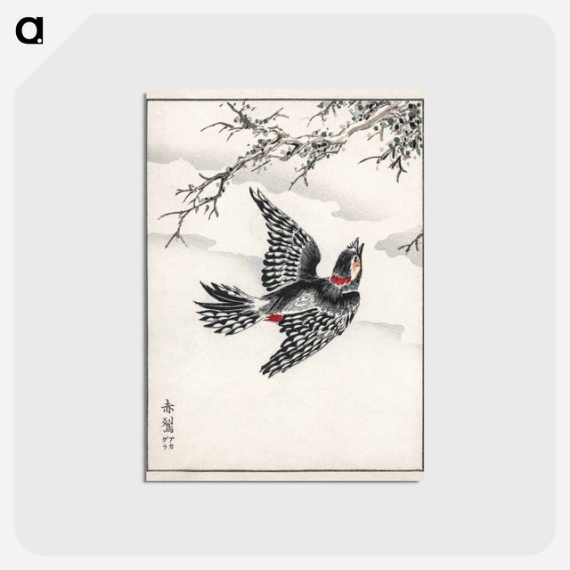 アートポストカード-Hondo Great Spotted Woodpecker
 - 鳥類図鑑 Postcard.