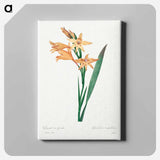 アートパネル-Gladiolus - ピエール ジョゼフ ルドゥーテ Canvas.