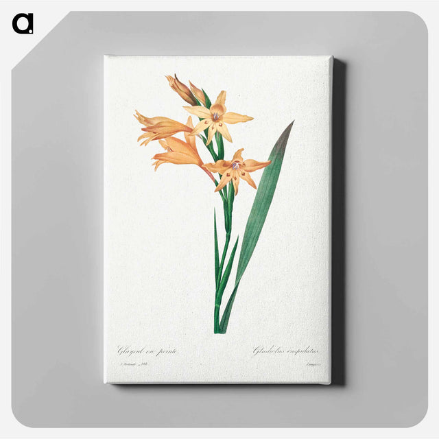 アートパネル-Gladiolus - ピエール ジョゼフ ルドゥーテ Canvas.