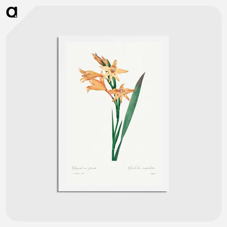アートポストカード-Gladiolus - ピエール ジョゼフ ルドゥーテ Postcard.