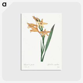 1-31_Pierre-Joseph-Redoute_postcard