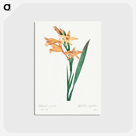 アートポストカード-Gladiolus - ピエール ジョゼフ ルドゥーテ Postcard.