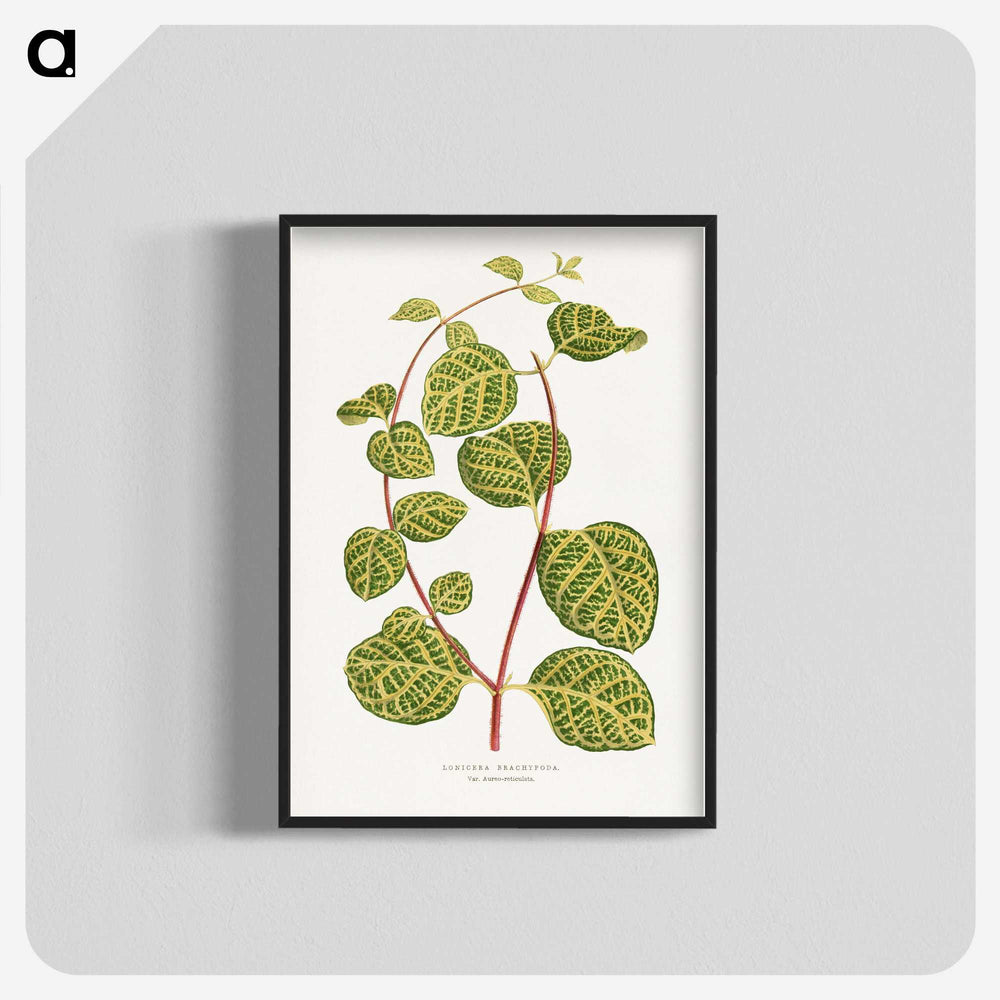 1-31_Plants-with-Colored-Foliage_blk-crop