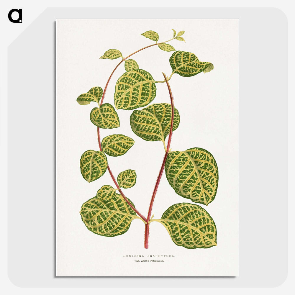 1-31_Plants-with-Colored-Foliage_picture-crop