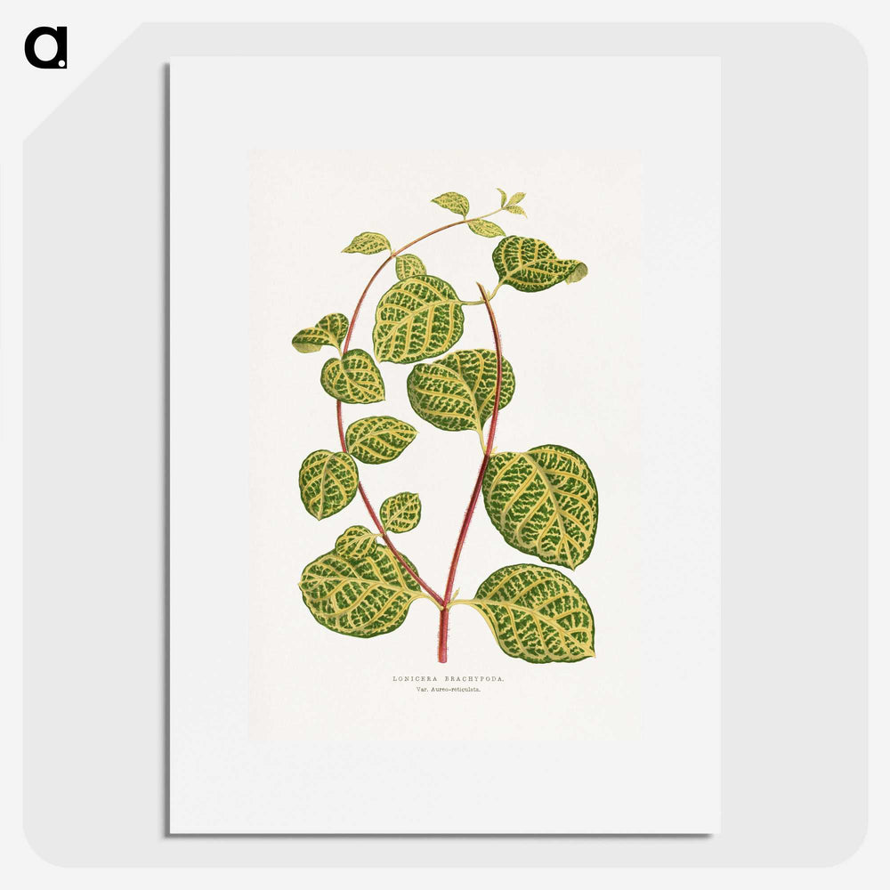 1-31_Plants-with-Colored-Foliage_picture