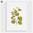1-31_Plants-with-Colored-Foliage_picture