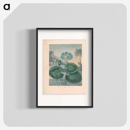 The Blue Egyptian Water Lily
 - ロバート ジョン ソーントン Poster.