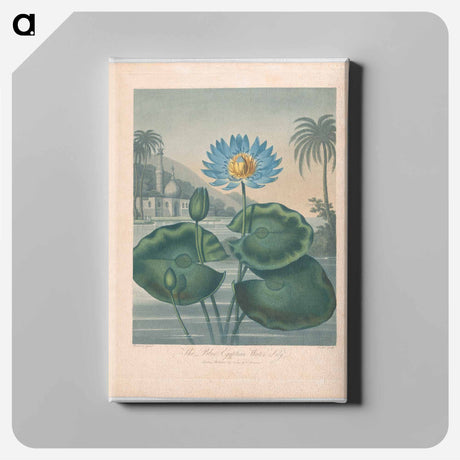 アートパネル-The Blue Egyptian Water Lily
 - ロバート ジョン ソーントン Canvas.