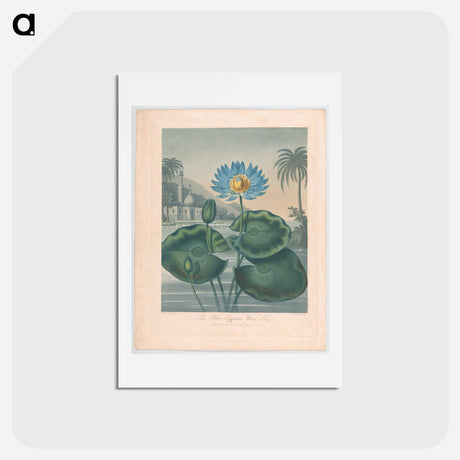 アートポストカード-The Blue Egyptian Water Lily
 - ロバート ジョン ソーントン Postcard.