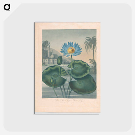 アートポストカード-The Blue Egyptian Water Lily
 - ロバート ジョン ソーントン Postcard.