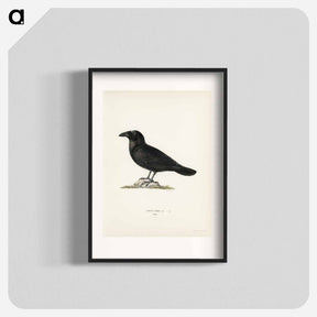 アートポスター-Common Raven
 - スヴェンスカ フォグラル Poster.