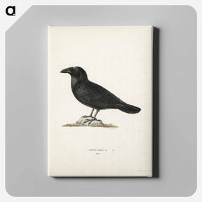 アートパネル-Common Raven
 - スヴェンスカ フォグラル Canvas.