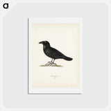 アートポストカード-Common Raven
 - スヴェンスカ フォグラル Postcard.