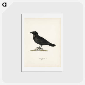 アートポストカード-Common Raven
 - スヴェンスカ フォグラル Postcard.