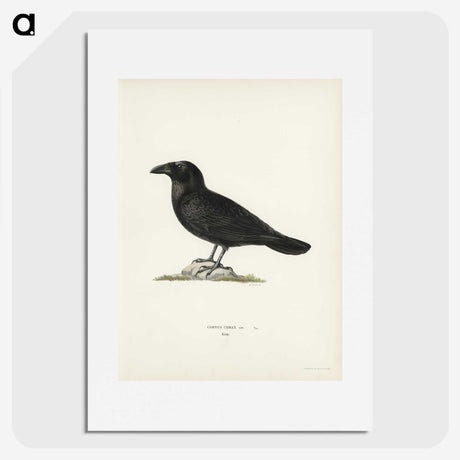 1-31_Svenska-Faglar_picture