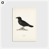 アートポストカード-Common Raven
 - スヴェンスカ フォグラル Postcard.