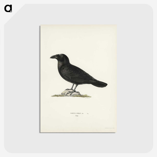 1-31_Svenska-Faglar_postcard