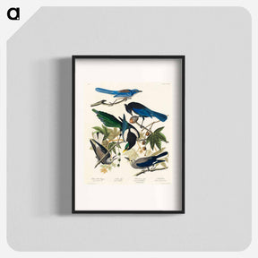 アートポスター-Yellow-Billed Magpie, Stellers Jay, Ultramarine Jay and Clark's Crow from Birds of America
 - アメリカの鳥たち Poster.