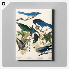 アートパネル-Yellow-Billed Magpie, Stellers Jay, Ultramarine Jay and Clark's Crow from Birds of America
 - アメリカの鳥たち Canvas.