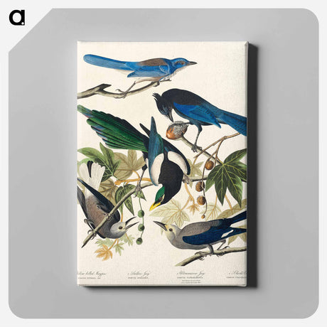 アートパネル-Yellow-Billed Magpie, Stellers Jay, Ultramarine Jay and Clark's Crow from Birds of America
 - アメリカの鳥たち Canvas.