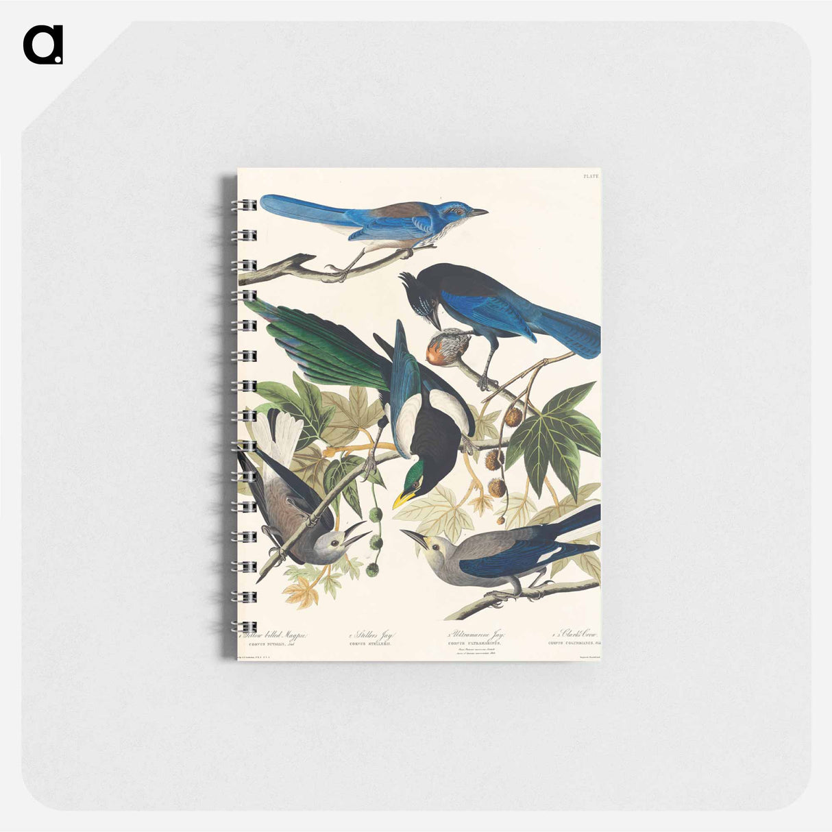 アートメモ帳-Yellow-Billed Magpie, Stellers Jay, Ultramarine Jay and Clark's Crow from Birds of America
 - アメリカの鳥たち Memo.