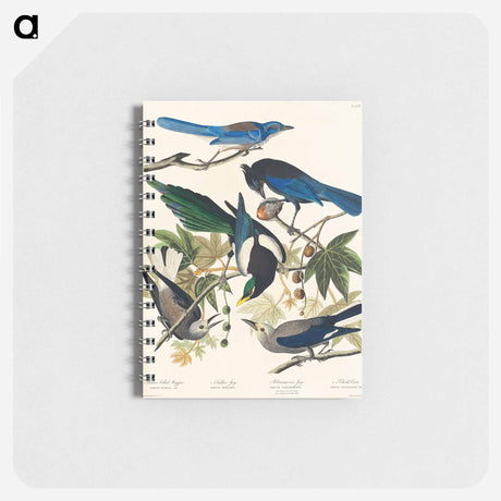 アートメモ帳-Yellow-Billed Magpie, Stellers Jay, Ultramarine Jay and Clark's Crow from Birds of America
 - アメリカの鳥たち Memo.
