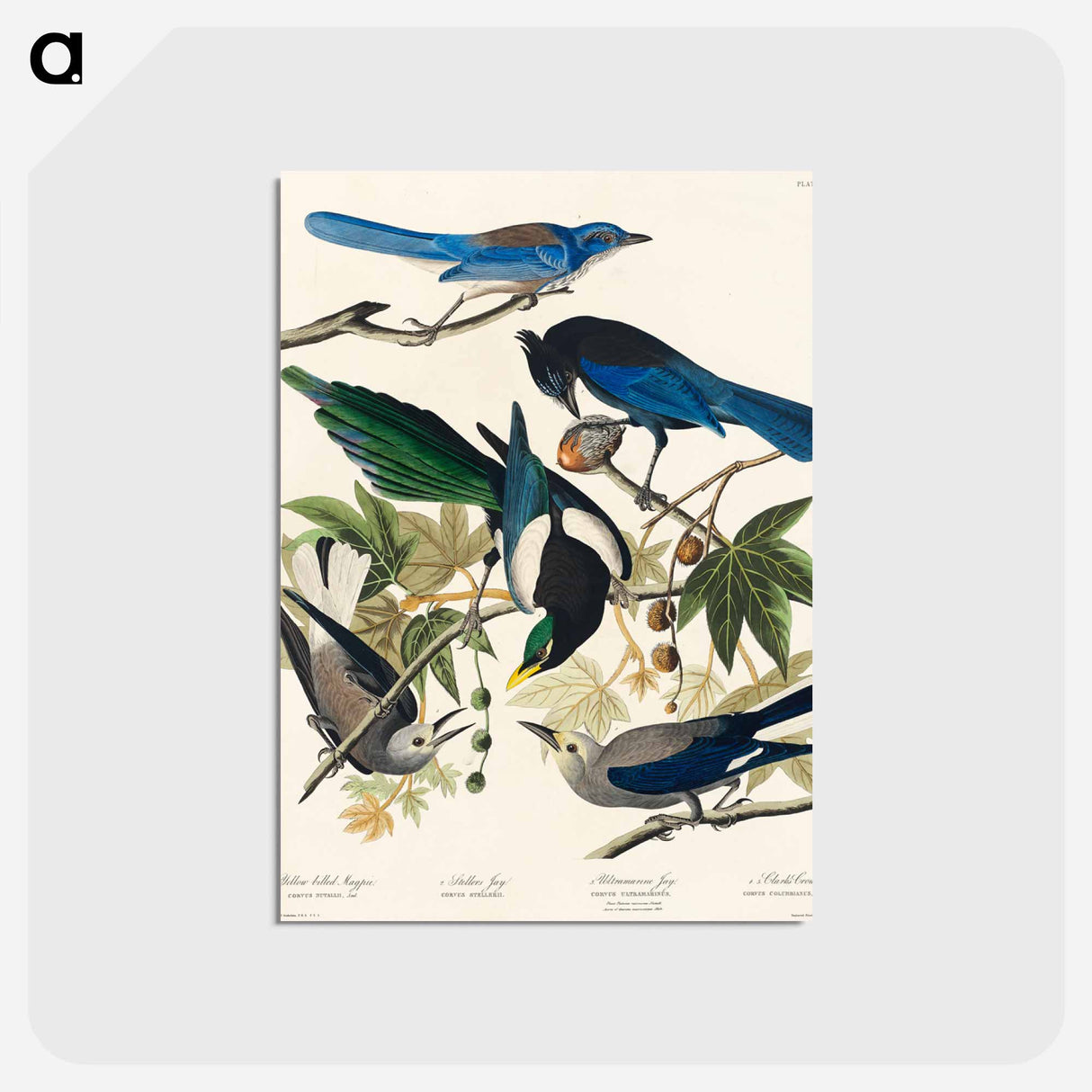 アートポストカード-Yellow-Billed Magpie, Stellers Jay, Ultramarine Jay and Clark's Crow from Birds of America
 - アメリカの鳥たち Postcard.