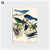 アートポストカード-Yellow-Billed Magpie, Stellers Jay, Ultramarine Jay and Clark's Crow from Birds of America
 - アメリカの鳥たち Postcard.