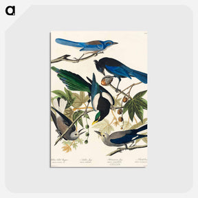 アートポストカード-Yellow-Billed Magpie, Stellers Jay, Ultramarine Jay and Clark's Crow from Birds of America
 - アメリカの鳥たち Postcard.