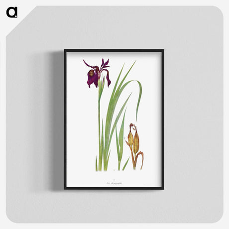 1-31_The-Genus-Iris_blk-crop