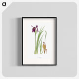 1-31_The-Genus-Iris_blk