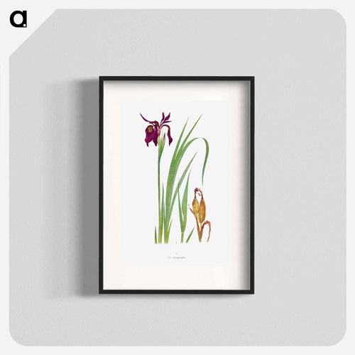 Iris Chrysographes from The Genus Iris
 - アヤメ属 Poster.