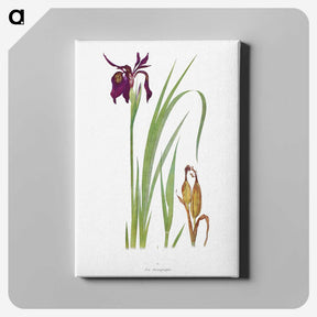 1-31_The-Genus-Iris_canvas