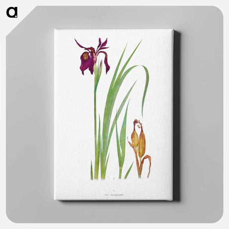 アートパネル-Iris Chrysographes from The Genus Iris
 - アヤメ属 Canvas.