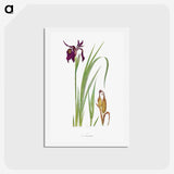 1-31_The-Genus-Iris_hagaki
