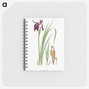 1-31_The-Genus-Iris_memo