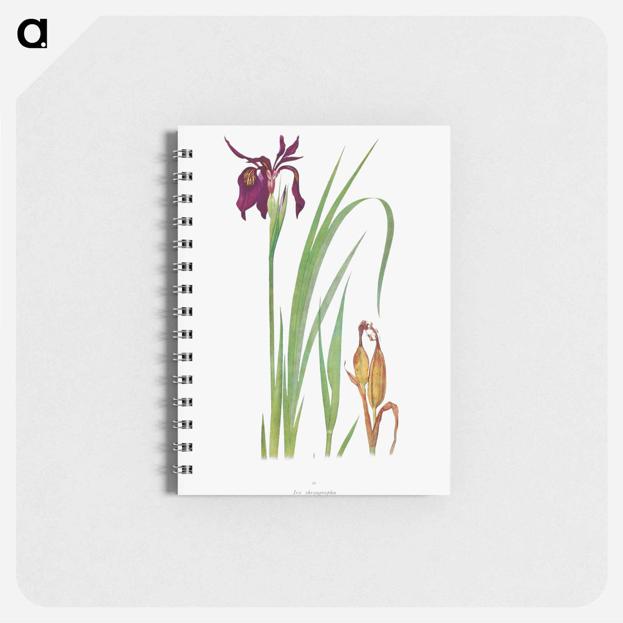 アートメモ帳-Iris Chrysographes from The Genus Iris
 - アヤメ属 Memo.