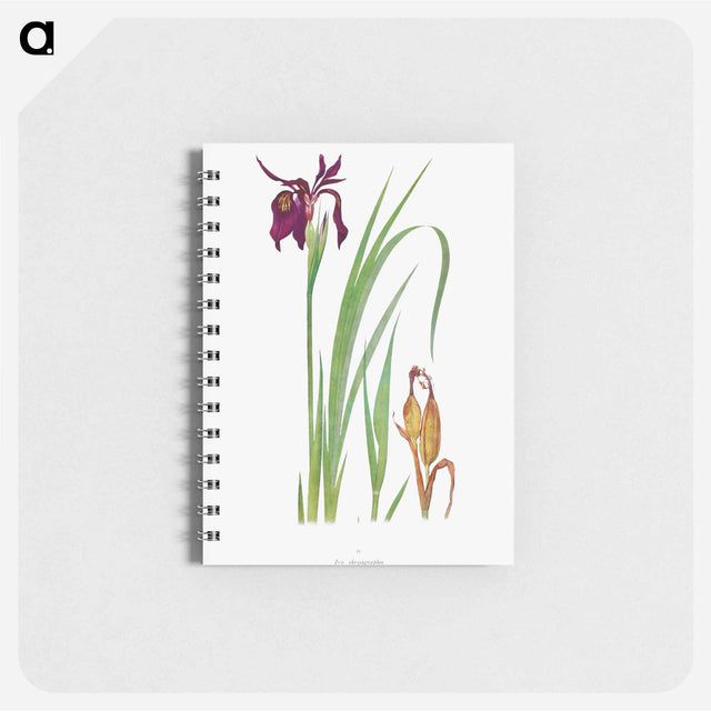 アートメモ帳-Iris Chrysographes from The Genus Iris
 - アヤメ属 Memo.