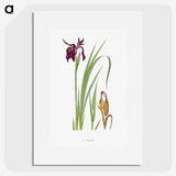 1-31_The-Genus-Iris_picture