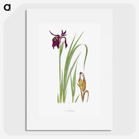 1-31_The-Genus-Iris_picture