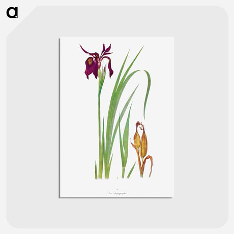 アートポストカード-Iris Chrysographes from The Genus Iris
 - アヤメ属 Postcard.
