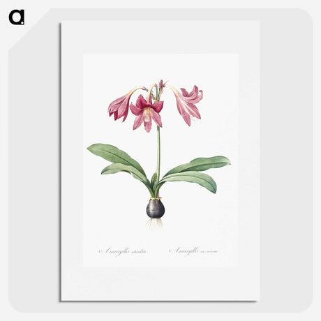 1-31_The-Lilies_picture