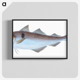 1-31_The-Natural-History-of-British-Fishes_blk-crop
