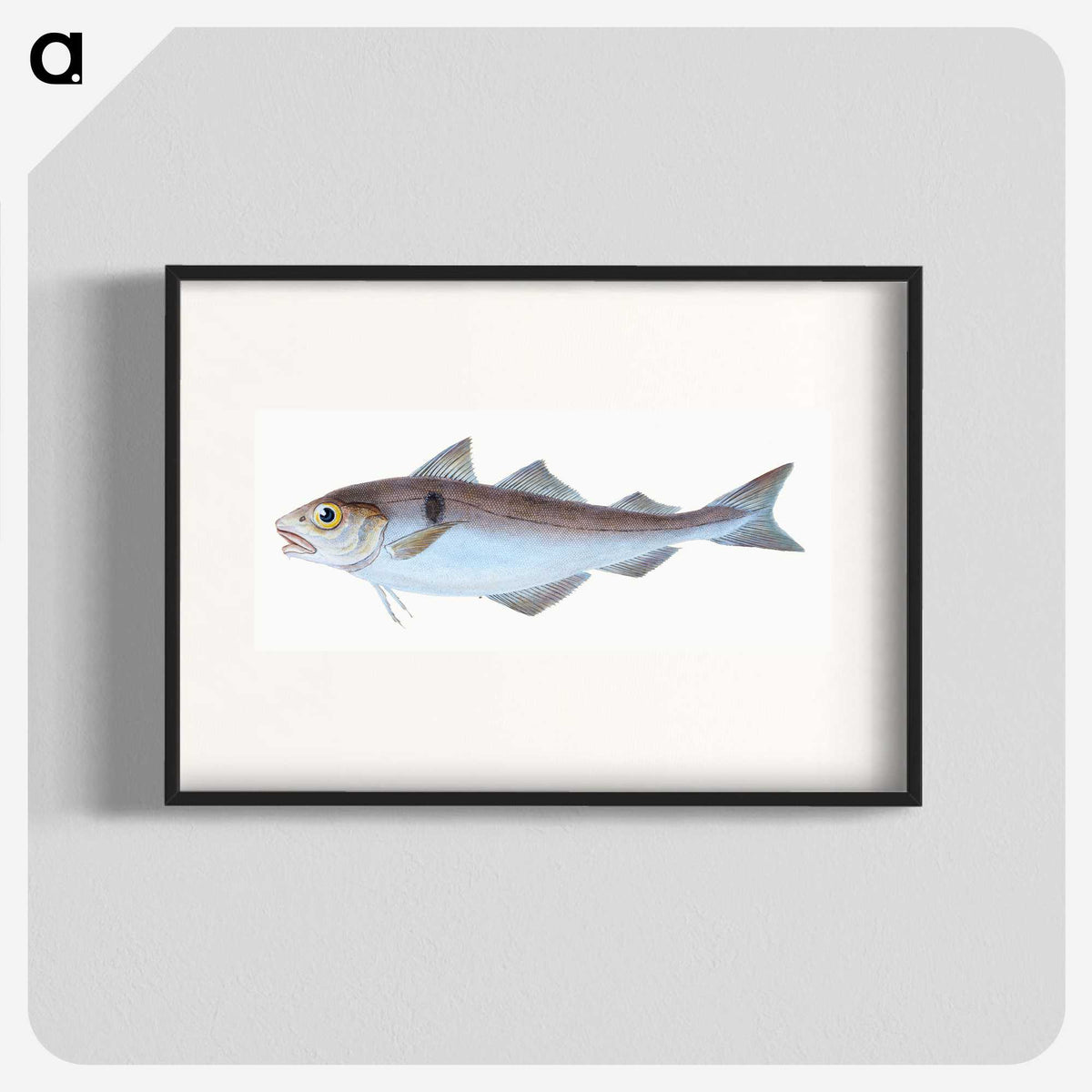 1-31_The-Natural-History-of-British-Fishes_blk