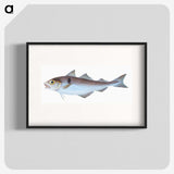 1-31_The-Natural-History-of-British-Fishes_blk