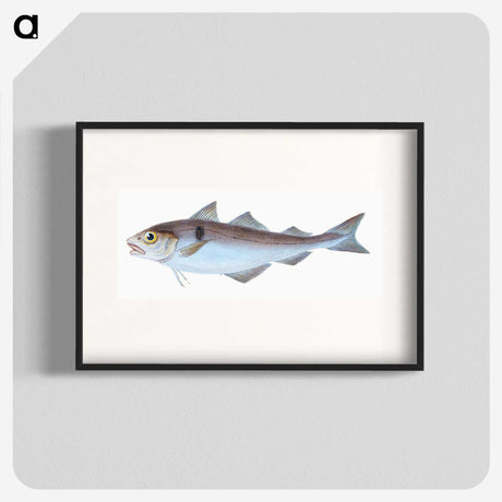 1-31_The-Natural-History-of-British-Fishes_blk